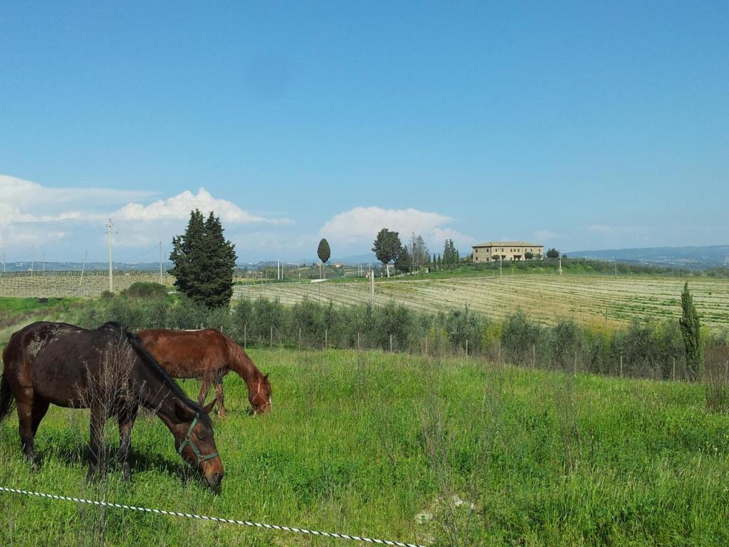 Agriturismo Macinatico San Gimignano Pokój zdjęcie